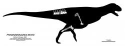 Kosterní diagram se zobrazením dochovaných částí skeletu u druhu Pycnonemosaurus nevesi. Tento jihoamerický abelisaurid byl až do roku 2016 pokládán spíše za středně velký druh, menší než známější rody Carnotaurus nebo Ekrixinatosaurus, detailní srovnávací výzkum kosterních částí ale doložil, že právě on je „novým králem“. Kredit: Gunnar Bivens; Wikipedie (CC BY-SA 4.0)