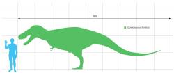 Porovnání velikosti dospělého jedince gorgosaura a dospělého člověka (výška 6 stop, tedy 183 cm). Největší jedinci zmíněného tyranosaurida mohli být pravděpodobně ještě o trochu větší, snad přes 10 metrů dlouzí. Kredit: Dinoguy2, Wikipedie (CC BY-SA 3.0)
