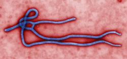 Přijede na olympiádu ebola? Kredit: CDC.