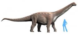 Jedním z mnoha vloni popsaných druhů sauropodomorfů byl i středně velký titanosaurní sauropod Mansourasaurus shahinae, jehož fosilie byly objeveny na území Egypta. Holotyp představuje kostru ještě nedospělého jedince o délce 8 až 10 metrů a hmotnosti kolem 5 tun. Žil v období pozdní svrchní křídy (věk kampán), asi před 75 miliony let. Kredit: Nobu Tamura, Wikipedie (CC BY-SA 4.0)