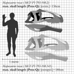 Možná jedna z největších známých lebek suchozemského predátora vůbec. U typového exempláře druhu Mapusaurus roseae měří lebka na délku „jen“ 156 cm, u většího jedince, známého pouze z kosterních fragmentů, však mohla být dlouhá kolem 180 cm. Je tedy docela dobře možné, že časem objevíme i dvoumetrovou lebku některého z obřích karcharodontosauridů. Kredit: Ornitholestes (Wikipedie; CC BY 3.0)