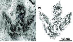 Ichnotaxon Moyenisauropus karaszevskii, tříprstá stopa středně velkého ptakopánvého dinosaura, žijícího v období nejranější jury (asi před 201 až 199 miliony let) na území dnešního středního Polska. Velmi podobné stopy však známe i z jiných míst světa, a tak je možné, že jejich původce byl značně geograficky rozšířený. O tom, že zkamenělé otisky jeho stop jednou poslouží jako důkaz jakési „přítomnosti temných sil“, nemohl mít samozřejmě žádné tušení. Kredit: Gierliński, G. D. a Kowalski K. Z.; 2006 (převzato z webu ResearchGate)