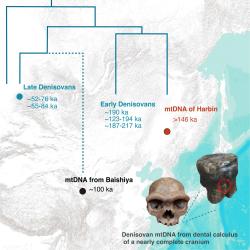 Evoluční historie denisovské mtDNA. Klíčové důkazy spojují téměř kompletní lebku jedince z Harbinu s denisoanem (Kredit:Ústav paleontologie a paleoantropologie obratlovců Čínské akademie věd)