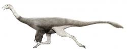 Tototlmimus packardensis z Mexika, nedávno popsaný „pštrosí dinosaurus“ (ornitomimid). Tito dlouhonozí běžci zřejmě dokázali vyvinout podobnou běžeckou rychlost jako jejich dnešní jmenovci, tedy možná až přes 70 km/h. Kredit: Levi Bernardo, Wikipedie