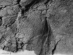 Některé zkameněliny centrosaurů byly tak dobře zachované, že poskytly i fosilní otisky kůže těchto dinosaurů. Zde exemplář z AMNH v New Yorku, vědecky zpracovaný Barnumem Brownem v roce 1917. Převzato z Wikipedie.