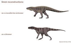 Dvě možné rekonstrukce smoka, a to jako nedinosauřího archosaura z „krokodýlí“ vývojové linie (nahoře) nebo jako vývojově primitivního teropoda (dole). Pravděpodobnější je prozatím první ze zmíněných verzí. Kredit: Szymon Górnicky; Wikipedia (CC BY-SA 4.0)