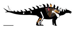 Bashanosaurus primitivus patří k nejstarším známým stegosaurům, od nichž máme k dispozici fosilní kosterní materiál. Tento starobylý zástupce kladu Stegosauria žil v době před asi 167,5 až 164,5 miliony let na území současné jihozápadní Číny a jeho zkameněliny byly objeveny v sedimentech souvrství Ša-si-miao. Kredit: SlvrHwk; Wikipedia (CC BY-SA 4.0)