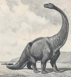 Zastaralá rekonstrukce vzezření „gigantosaura“ od Heinricha Hardera (1912), jakožto představitele pozdně jurských sauropodů z lokality Tendaguru. Před stoletím ještě nemohli paleontologové tušit, že právě druh Janenschia robusta se stane dinosaurem s nejvyšším doložitelným dosaženým věkem. Je pravděpodobné, že někteří zástupci jiných druhů nebo dokonce zástupci dosud neznámých druhů se dožívali i vyššího věku než 55 let, zatím o tom ale nemáme žádné hmatatelné důkazy. Kredit: Heinrich Harder; Wikipedie (volné dílo)