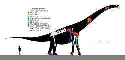 Brachiosaurus altithorax byl obří sauropodní dinosaurus, jehož délka je odhadována až na 26 metrů, výška na 13 metrů a hmotnost zhruba na 30 až 60 tun. Nebyl tedy největším známým dinosaurem, ale patřil mezi obří druhy, jejichž anatomie a fyziologie musela být přísně uzpůsobena jejich gigantickým rozměrům. Brachiosauři žili v období pozdní jury (asi před 153 miliony let) na území Severní Ameriky, velmi podobné a blízce příbuzné druhy sauropodů však obývaly také tehdejší západní Evropu a východní Afriku. Na ilustraci jsou zobrazeny dosud známé skeletární části různých exemplářů druhu B. altithorax. Kredit: Slate Weasel; Wikipedie (CC BY 4.0)