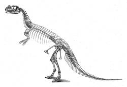 Zastaralá rekonstrukce kostry ceratosaura v podání Charlese Othniela Marshe, který tohoto dinosaura v roce 1884 formálně popsal. Neodpovídající je vzpřímená pozice těla a také nadměrný počet hrudních obratlů, který výrazně prodlužuje trup dinosaura. Kredit: O. C. Marsh; Wikipedie (volné dílo)