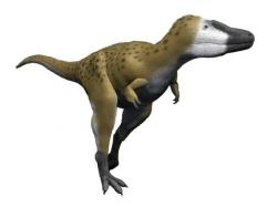 Rekonstrukce přibližného vzezření mladého subadulního jedince druhu Tyrannosaurus rex zhruba ve věku 10 až 12 let. V tomto období svého života již mláďata měřila na délku asi 6 až 7 metrů a jejich hmotnost se pohybovala v rozmezí 600 až 1000 kilogramů. Na rozdíl od několikatunových dospělců zřejmě tito tyranosauří „mládežníci“ dokázali velmi rychle běhat. Kredit: Nobu Tamura; Wikipedie (CC BY-SA 4.0)