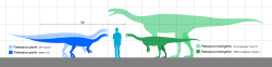 Velikostní porovnání několika fosilních exemplářů plateosaura s dospělým člověkem. Zatímco menší z nich dosahovali pouze hmotnosti koně, největší známé exempláře byly těžké jako dospělý slon. Kredit: SlateWeasel; Wikipedia (CC0)