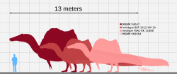 S maximální odhadovanou délkou těla v rozmezí 15 až 16 metrů byl spinosaurus nejdelším v současnosti známým teropodním dinosaurem (a patrně i nejdelším suchozemským dravcem všech dob). Nebyl ale tak robustní a těžký jako největší exempláře mnohem později žijícího severoamerického tyranosaurida druhu Tyrannosaurus rex. Kredit: KoprX; Wikipedie (CC BY-SA 4.0)