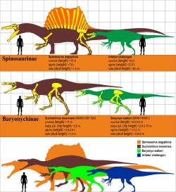 Přehledný diagram zobrazující přibližnou velikost dospělých jedinců některých druhů spinosauridů. Gigantický severoafrický druh Spinosaurus aegyptiacus je v současnosti největším známým teropodem vůbec. Kredit: Oktaytanhu, Wikipedie (CC BY-SA 4.0)