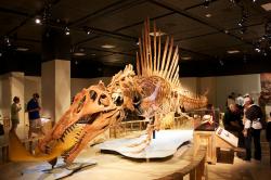 Nově rekonstruovaná kostra obřího spinosaura, coby zdatného plavce a ekologicky vzato spíše obojživelného predátora s velmi krátkýma zadníma nohama. Kredit: Mike Bowler, Wikipedie
