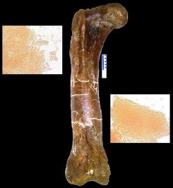 Stehenní kost tyranosauřice „B-rex“ (MOR 1125), ze které Mary H. Schweitzerová získala vzorky měkkých tkání a biomolekul. Podle neověřených zpráv se možná ve zkamenělině dosud ukrývají fragmenty původní DNA dinosaura. Kredit: James D. San Antonio, Mary H. Schweitzer, Shane T. Jensen, Raghu Kalluri, Michael Buckley, Joseph P. R. O. Orgel, MOR; Wikipedie (CC BY 2.5)