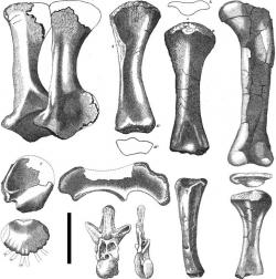 Části kostry cetiosaura dokládají, že i přes jeho příslušnost spíše ke středně velkým sauropodům představoval skutečně gigantického živočicha. I konzervativní odhady tomuto rodu přisuzují hmotnost dvou až tří dospělých slonů a délku přes 15 metrů. To nejspíš znamená, že ani dospělý tunový megalosaurus si na silné a zdravé jedince nejspíš netroufal zaútočit. Kredit: John Phillips (web Mikea Taylora); Wikipedie (volné dílo)