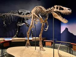 Původce otisků stop od Glenrocku byl velký zhruba jako slavný exemplář „Jane“ z instituce Burpee Museum of Natural History ve městě Rockford (stát Illinois). Tento asi 11 let starý jedinec vážil necelou tunu a díky svým silným dlouhým nohám nejspíš dokázal rychle běhat. Na rozdíl od několikatunových dospělců tak mohl lovit menší a rychlejší kořist. Kredit: Zissoudisctrucker; Wikipedie (CC BY-SA 4.0).