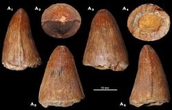 Zub metriorynchida identifikovaný jako Torvoneustes? sp. (NHMW 2020/0025/0002). Převzato z práce Madzia a kol. (2021).