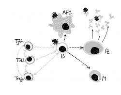 Lymfocyty B reagují na antigen překládaný jinými buňkami (APC), dostávají další signály a jsou z nich vybírány efektorové klony, schopné produkovat specifické protilátky (Pc), které můžeme detekovat v séru. Celý proces je složitě řízen pomocí sítě dalších buněk (TfH, Treg . . ), která obnáší komplexní regulační mechanismy. T a B reakce je propojena. Část vybraných B lymfocytů se ukládá jako paměť (M). (Autorka obrázku: Halina Šimková).