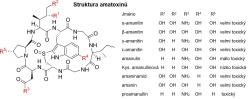 Struktura a toxicita amatoxinů Kredit: Edgar181, Wikimedia Commons, volné dílo