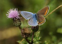 Bilaterálně gynandromorfní modrásek jehlicový (Polyommatus icarus) Kredit: Burkhard Hinnersmann, Wikimedia Commons, CC BY-SA 3.0