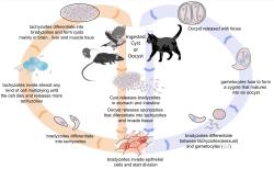 Životní cyklus parazita kokcidie kočičí (Toxoplasma gondii ). Pohlavně se množí pouze v buňkách epitelu tenkého střeva kočkovitých šelem. V těchto buňkách chybí enzym rozkládající kyselina linolovou.  (Kredit: Wikimedia Commons, volné dílo).