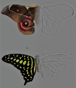 Složené obrazy můry a motýla ukazují, jak akustická tomografie vykreslí  obraz pozorovaného objektu (šedě). Tato technika dovoluje měřit, kolik zvuku se od kterých čístí těla odráží. Kredit: Thomas R. Neil a Marc W. Holderied.