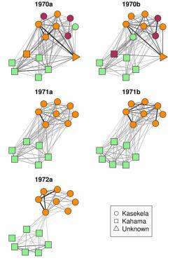 Předehra k válce: Sociální sítě šimpanzů v Gombe. Kredit: Joseph Feldblum, Duke University.