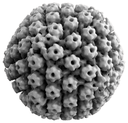 3D rekonstrukce viru herpes simplex 1 (HSV-1) na základě snímků z elektronového mikroskopu Kredit: Thomas Splettstoesser (www.scistyle.com), Wikimedia Commons, CC BY-SA 4.0