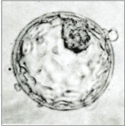 Pečeť sjednoceného soudního systému státu Alabama Kredit: Wikimedia Commons, volné dílo.