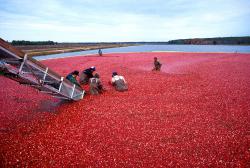 Sklizeň brusinek v New Jersey. Jde o klikvu velkoplodou (Vaccinium macrocarpon), u nás známou pod jménem kanadská brusinka. V obchodních řetězcích kupujete jako brusinky téměř výhradně její plody. Kredit: Agricultural Research Service, Wikimedia, volné dílo