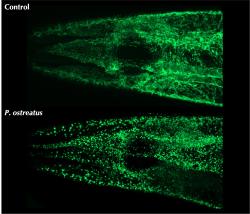 Fluorescenční zobrazení mitochondrií v tkáni háďátka před a po jeho vystavení jedu houby. Kredit: Ching-Han Lee