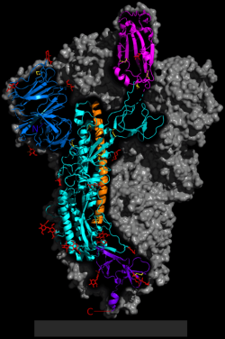 Spike glykoprotein viru SARS-CoV-2. Zvýrazněn je pouze jeden monomer. Celý protein je homotrimer. Zbytek trimeru je zobrazen jako šedá oblast. Části skutečné struktury nejsou zobrazeny. Vazebná doména pro receptor ACE2 je označena purpurovou (červenofialovou) barvou.  Kredit: 5-HT2AR, Wikimedia, volné dílo
