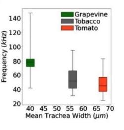 Závislost frekvence zvuku a šířky průřezu tracheji (cévy) pro vinnou révu, tabák a rajče. Kredit: Itzhak Khait et al, Cell vol.186, Issue 7, MARCH 30, 2023  (https://doi.org/10.1016/j.cell.2023.03.009)