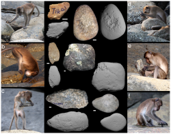 Kamenné nástroje thajských makaků jávských. Kredit: Haslam et al. (2013) / Wikimedia Commons.
