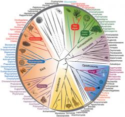 Elegantní a vcelku aktuální strom eukaryot. Kredit: Fabien Burki (2014).