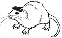 Myš s kompasem zapojeným do hlavy. Kredit: Norimoto and Ikegaya
