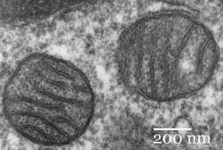 Mitochondrie dnes považujeme za organely. Rozměrově by byly nově objeveným nanobakteriím důstojnými protivníky. V těžce pracujících buňkách jich míváme až sto tisíc. Než jsme si je ochočili, tak to před dvěma miliardami let, byly bakteriemi, příbuznými dnešních Rickettsií. (Kredit: Louisa Howard, Wikipedia)