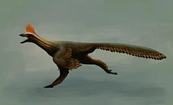 Rekonstrukce přibližného vzezření anchiornitidního teropoda druhu Ostromia crassipes. Tento jen jako vrána velký dravec pobíhal před 150 miliony let po březích tropických lagun na území dnešního Bavorska. Jeho fosilie byly popsány již roku 1857, což z něho činí vůbec prvního známého opeřeného dinosaura. Jeho příslušnost k neptačím teropodům však byla prokázána až roku 2017, přesně 160 let po prvním vědeckém popisu. Kredit: Mariolanzas; Wikipedie (CC BY-SA 4.0)