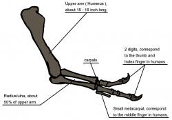 Kosterní anatomie přední končetiny tyranosaura. Kost pažní (humerus) měří na délku zhruba 40 cm, celá ruka pak necelý metr. Je zakončena pouhými dvěma funkčními prsty s drápy o délce až kolem 10 centimetrů. V porovnání se zadní končetinou je ta přední více než trojnásobně kratší a mnohem drobnější. Kredit: Conty; Wikipedie (volné dílo)