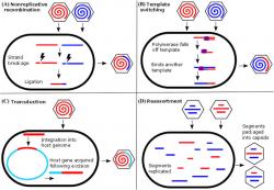 Rekombinace u virů. Kalifornské monstrum by mělo být vytvořené mechanismem B (Template switching). Kredit: Dennehy, J. (2016), Ann. N.Y. Acad. Sci.