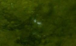 Mikroblesky v experimentu. Kredit: Xia et al.(2025), PNAS.