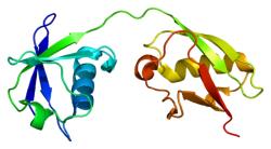 Neuvěřitelný imunitní protein ISG15. Kredit: Emw, Wikimedia Commons, CC BY-SA 4.0.