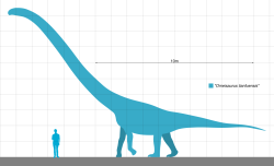 Omeisaurus byl spíše středně velkým sauropodem, navíc ještě značně lehce stavěným. I dospělí zástupci největšího známého druhu O. tianfuensis pravděpodobně nevážili víc než zhruba 10 tun. Kredit: Slate Weasel; Wikimedia Commons (volné dílo)