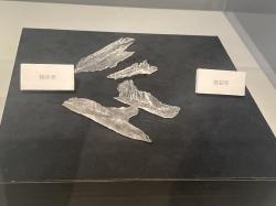 Repliky hrtanových chrupavek pinakosaurů v muzejní expozici. Stavba, tvar a velikost těchto anatomických součástí hyolaryngeálního komplexu ankylosauridního dinosaura nejspíš umožňovaly vyluzování zvuků podobných ptačímu zpěvu. Kredit: Eight heads serpent; Wikimedia Commons (CC BY-SA 4.0)