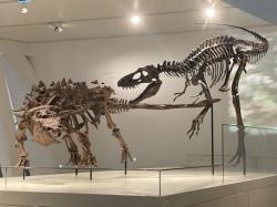 Podle nového výzkumu vážila čerstvě vylíhnutá mláďata albertosaurinního tyranosaurida druhu Gorgosaurus libratus pouze 1,3 kg a na délku měřila přibližně jen 50 cm. Zde kostry gorgosaura a ankylosauridního tyreofora druhu Zuul crurivastator, pocházejících ze souvrství Judith River na severu dnešního amerického státu Montana. Kredit: LittleLazyLass; Wikimedia Commons (CC BY 4.0)