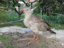 Seriema rudozobá (Cariama cristata) je patrně nejbližším žijícím příbuzným vyhynulých forusrakidů. Tento rychle běhající všežravý pták dorůstá výšky až kolem 90 cm a obývá rozsáhlé oblasti zejména východní části jihoamerického kontinentu. Kredit: Rhalah; Wikimedia Commons (CC0)