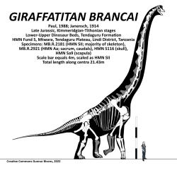 Bicharracosaurus vykazuje mnohé anatomické podobnosti s obřím východoafrickým brachiosauridem druhu Giraffatitan brancai. Je tedy možné, že „žirafí titán“ z tanzanské lokality Tendaguru je o několik milionů let mladším a o trochu větším příbuzným argentinského sauropoda. Kredit: Gunnar Bivens; Wikimedia Commons (CC BY-SA 4.0)