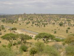 Typická africká savana je smíšeným lesním a travnatým ekosystémem (tzv. travnatý les), který se vyznačuje tím, že stromy jsou dostatečně rozmístěny, takže koruny stromů nejsou zapojené. (Autor: ProfessorX, volné dílo). Typická africká savana je smíšeným lesním a travnatým ekosystémem (tzv. travnatý les), který se vyznačuje tím, že stromy jsou dostatečně rozmístěny, takže koruny stromů nejsou zapojené. (Autor: ProfessorX, volné dílo).